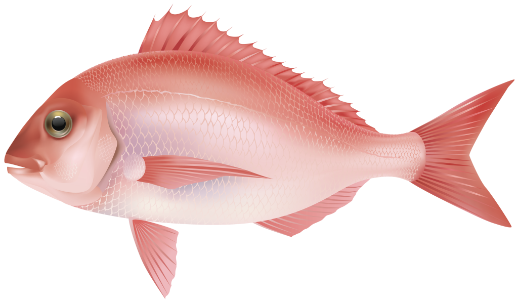 red sea fish png clipart image 448