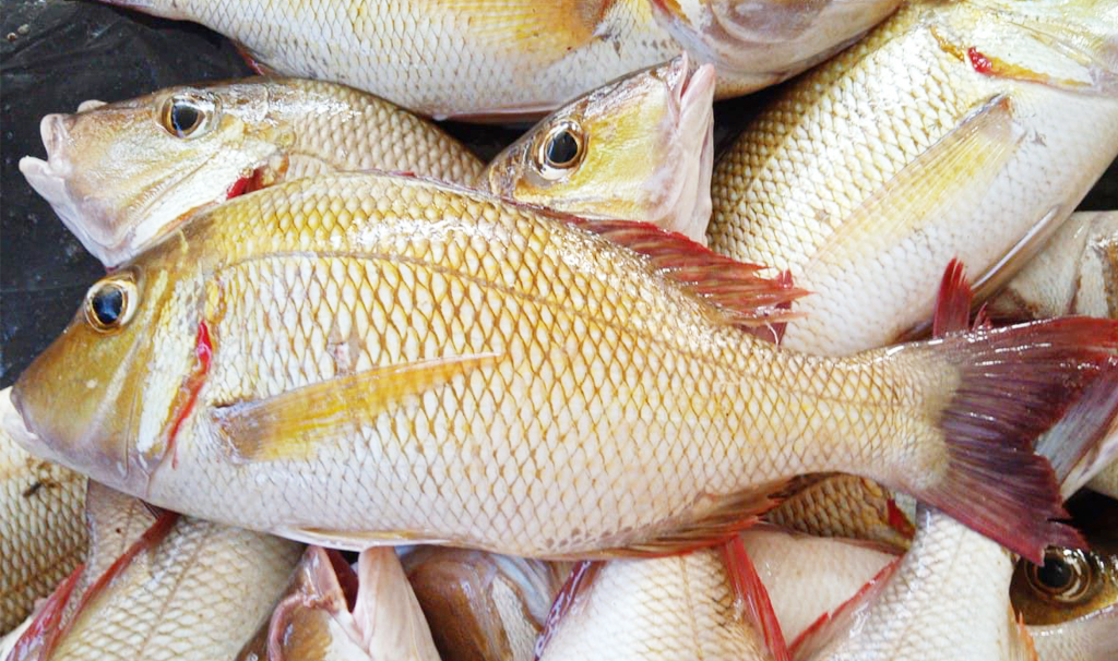 fish