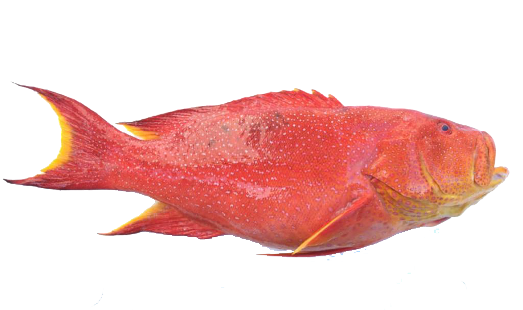 fish